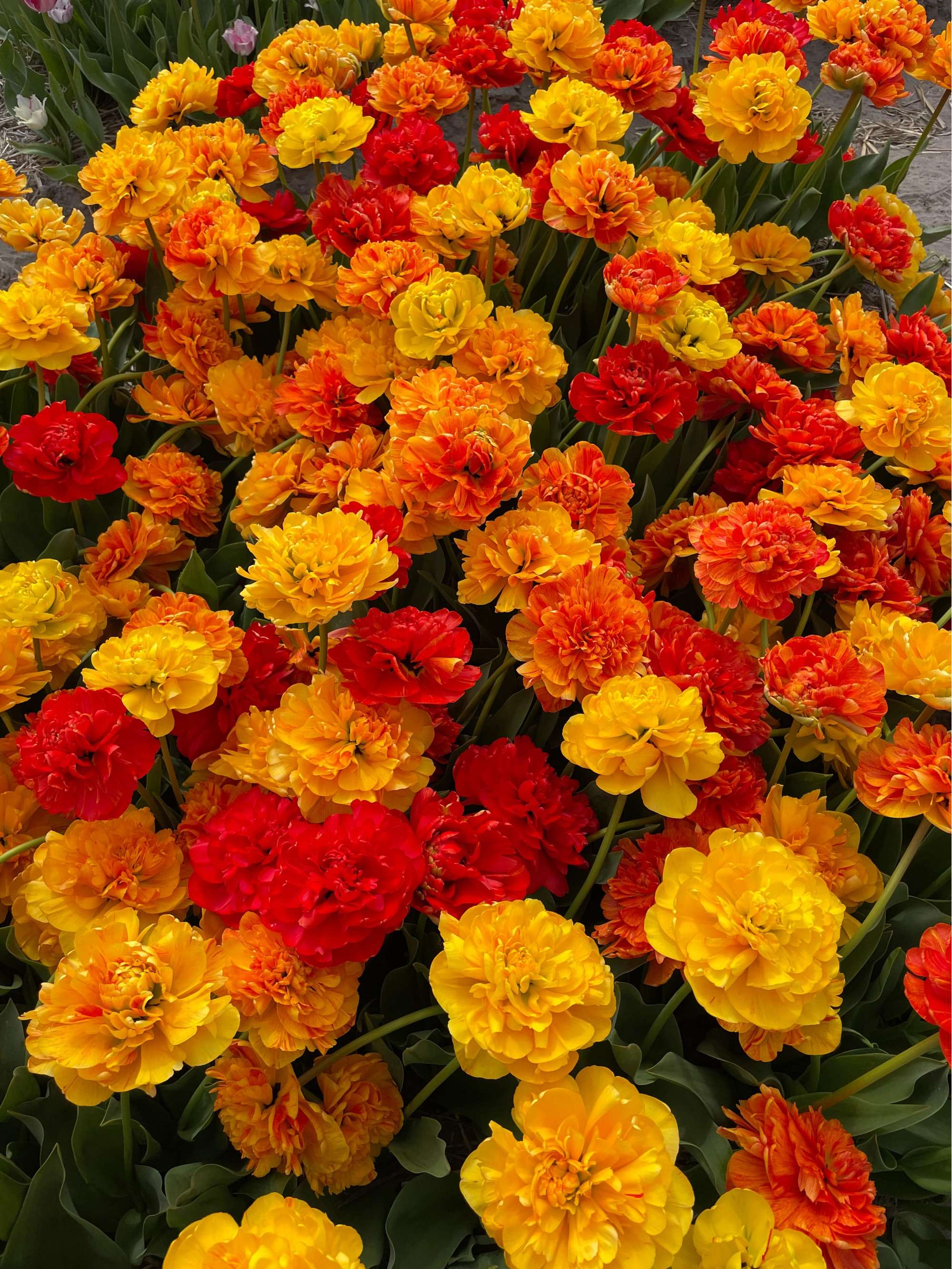 Tulpe 'Sun Lover'